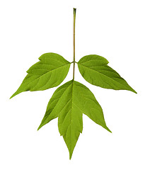 Image showing Spring acer negundo leaf