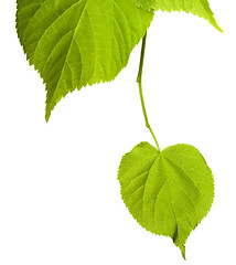 Image showing Spring tilia leafs isolated on white