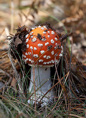 Image showing Red amanita muscaria mushroom in forest