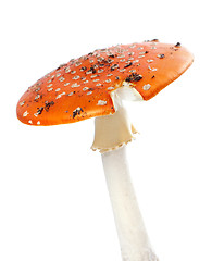 Image showing Red fly agaric mushroom isolated on white background.