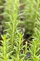 Image showing Organic Rosemary Plants
