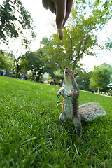 Image showing Feeding a wild squirrel