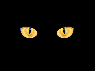 Image showing cat's eyes in darkness