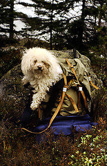 Image showing Bishon frisé. Tired dog in backpack.