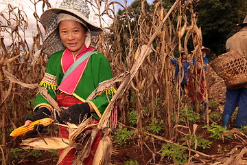 Image showing ASIA THAILAND CHIANG MAI FARMING