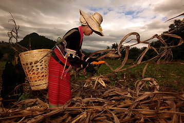 Image showing ASIA THAILAND CHIANG MAI FARMING