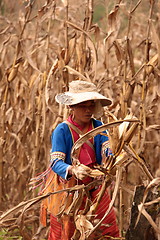 Image showing ASIA THAILAND CHIANG MAI FARMING