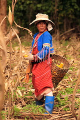 Image showing ASIA THAILAND CHIANG MAI FARMING