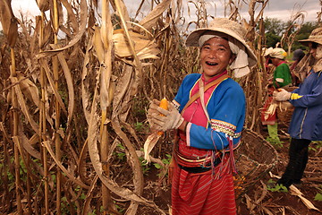 Image showing ASIA THAILAND CHIANG MAI FARMING