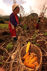 Image showing ASIA THAILAND CHIANG MAI FARMING