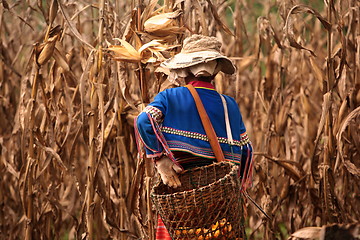 Image showing ASIA THAILAND CHIANG MAI FARMING