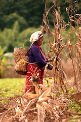 Image showing ASIA THAILAND CHIANG MAI FARMING