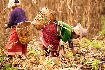 Image showing ASIA THAILAND CHIANG MAI FARMING