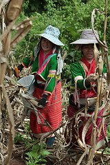 Image showing ASIA THAILAND CHIANG MAI FARMING