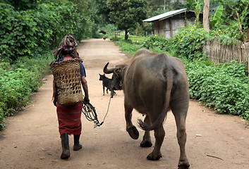 Image showing ASIA THAILAND CHIANG MAI CHIANG DAO MINORITY