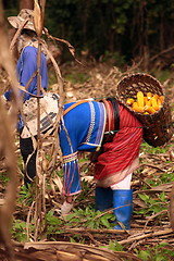 Image showing ASIA THAILAND CHIANG MAI FARMING