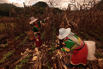 Image showing ASIA THAILAND CHIANG MAI FARMING