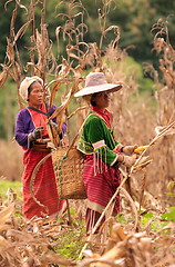 Image showing ASIA THAILAND CHIANG MAI FARMING