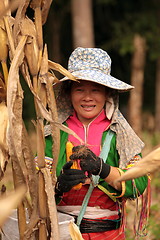 Image showing ASIA THAILAND CHIANG MAI FARMING