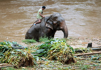 Image showing ASIA THAILAND CHIANG ELEPHANT CAMP