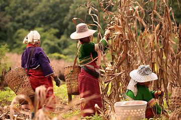 Image showing ASIA THAILAND CHIANG MAI FARMING