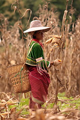 Image showing ASIA THAILAND CHIANG MAI FARMING