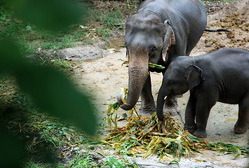 Image showing ASIA THAILAND CHIANG ELEPHANT CAMP