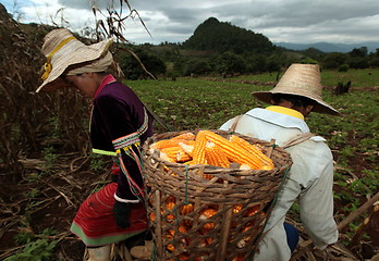 Image showing ASIA THAILAND CHIANG MAI FARMING