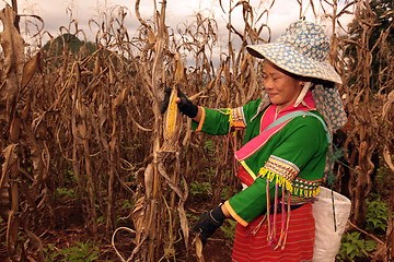 Image showing ASIA THAILAND CHIANG MAI FARMING