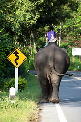 Image showing ASIA THAILAND CHIANG MAI CHIANG ELEPHANT