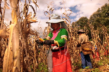 Image showing ASIA THAILAND CHIANG MAI FARMING