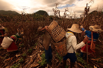 Image showing ASIA THAILAND CHIANG MAI FARMING