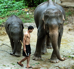 Image showing ASIA THAILAND CHIANG ELEPHANT CAMP