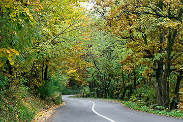 Image showing Road in wood