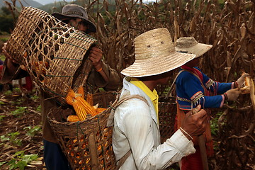 Image showing ASIA THAILAND CHIANG MAI FARMING