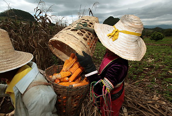 Image showing ASIA THAILAND CHIANG MAI FARMING