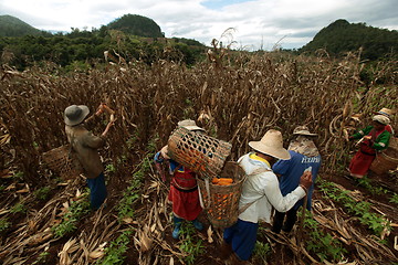 Image showing ASIA THAILAND CHIANG MAI FARMING