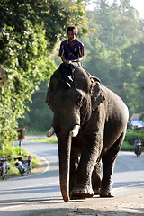 Image showing ASIA THAILAND CHIANG MAI CHIANG ELEPHANT