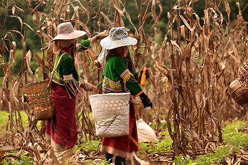 Image showing ASIA THAILAND CHIANG MAI FARMING