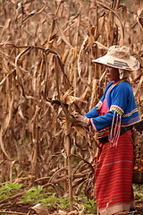 Image showing ASIA THAILAND CHIANG MAI FARMING