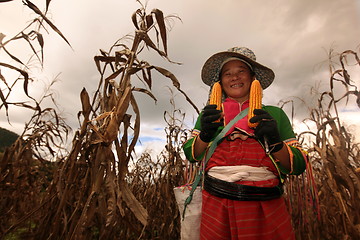 Image showing ASIA THAILAND CHIANG MAI FARMING