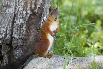 Image showing squirrel