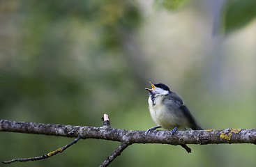 Image showing hungry