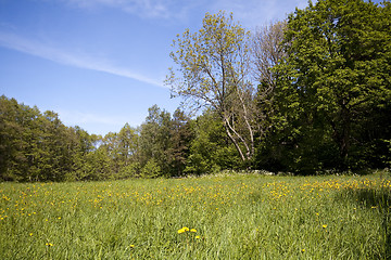 Image showing summer meadow