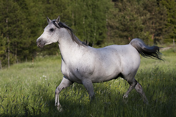 Image showing trotting grey