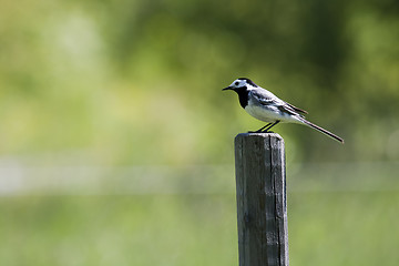 Image showing white wagtail