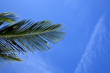 Image showing  bark leaf tao   bay asia in isle white   tree    thailand  and 