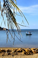 Image showing   phangan thailand    beach    rocks pirogue palm  