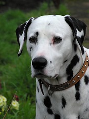 Image showing Dalmatian Dog