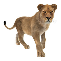 Image showing Female Lion